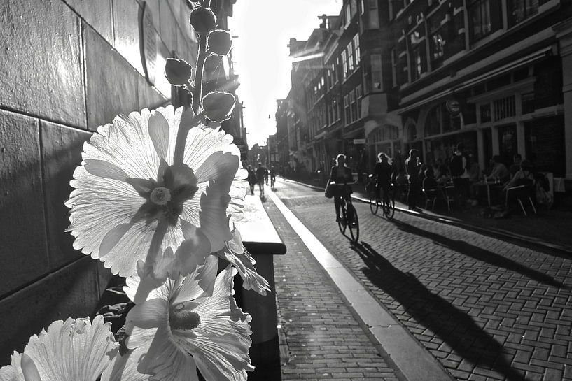 Amsterdam Malva und Fahrrad von Marianna Pobedimova