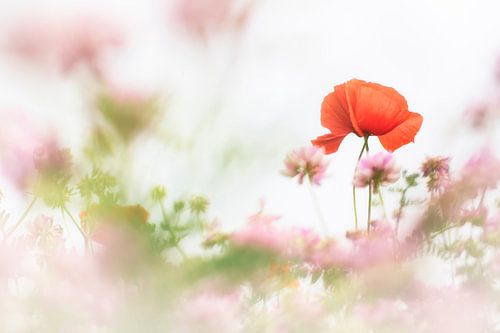 Charming by Bob Daalder