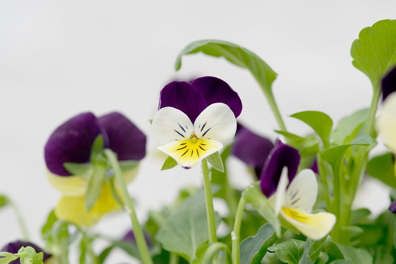 Feldveilchen von Ivonne Fuhren- van de Kerkhof