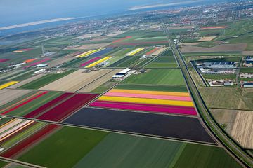 Bloemenvelden vanuit de lucht onder Den-Helder