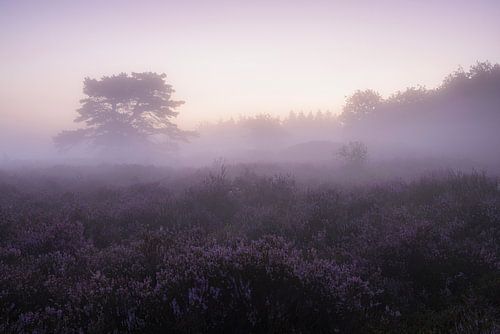 Een paarse zee van Willemke de Bruin
