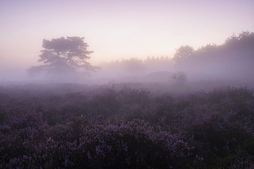 A purple sea by Willemke de Bruin