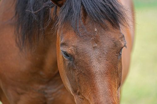 Trakehner Feldmeyer in de wei