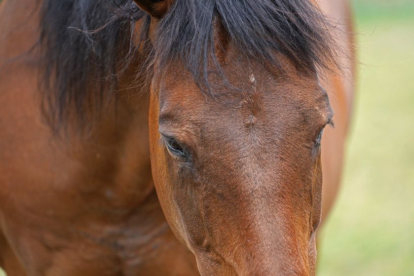 Trakehner Feldmeyer auf der Weide von Babetts Bildergalerie