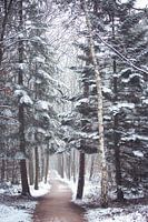 Winters bomen laantje in het Zeisterbos!