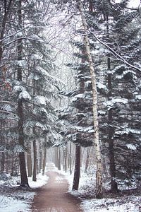 Winterliche Baumspur im Zeisterbos!