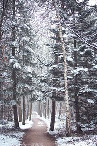 Une allée d'arbres en hiver dans le Zeisterbos ! sur Peter Haastrecht, van