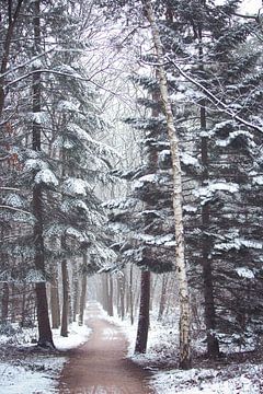 Winters bomen laantje in het Zeisterbos! van Peter Haastrecht, van