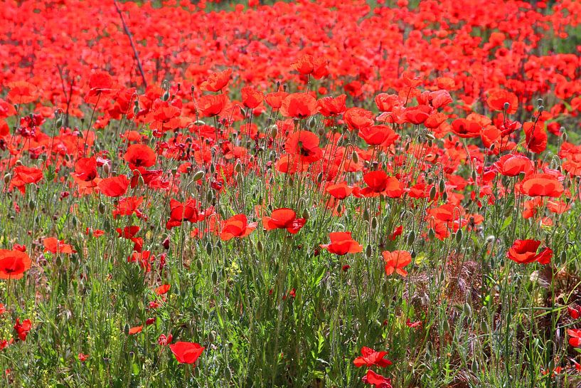 Extremadura in voller Blüte von Inge Hogenbijl