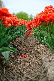 Among the orange tulips