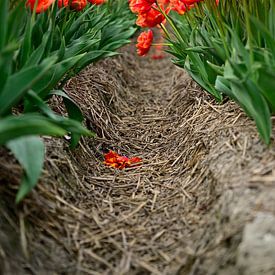 Among the orange tulips by Gerard de Zwaan