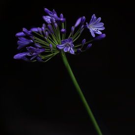 Agapanthe bleu-violet en lumière rasante sur Ebelien
