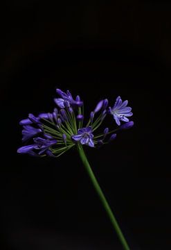 Agapanthe bleu-violet en lumière rasante