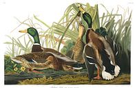Mallard Duck by Birds of America thumbnail
