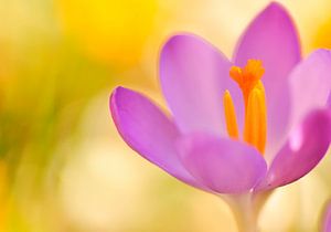 Crocus sur Corinne Welp