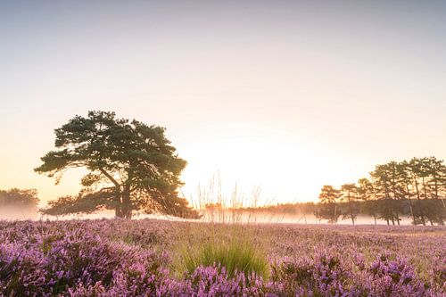 Zonsopgang boven bloeiende heide in natuurgebied de Veluwe