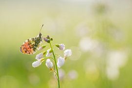Orange tip tip by Elles Rijsdijk