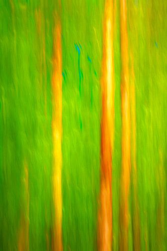 INSEL FISCHLAND-DARSS-ZINGST ICM - straws von Bernd Hoyen