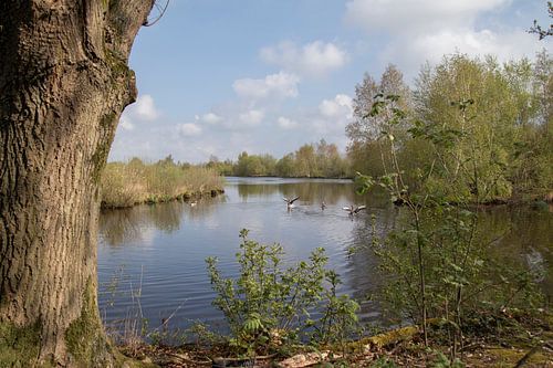 Pethole with geese in Deelen Friesland