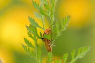 Weekly weevil by Moetwil en van Dijk - Fotografie thumbnail