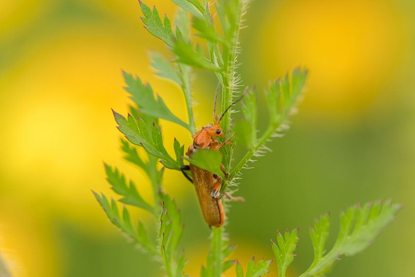 Weekly weevil by Moetwil en van Dijk - Fotografie