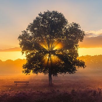 Gasterse Duinen tijdens Zonsopkomst