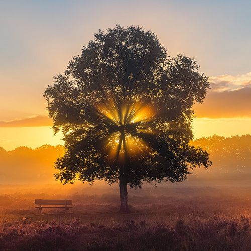 Gasterse Duinen tijdens Zonsopkomst