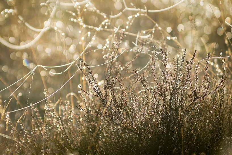 Cobwebs and heather in backlight by Peet Romijn