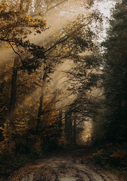 Route forestière par Jakub Wencek