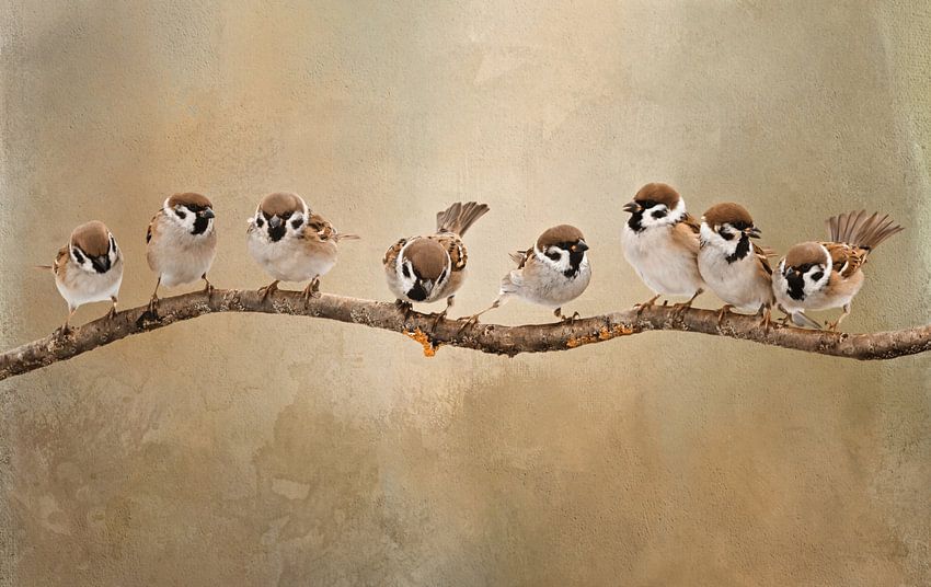 Birds On Branch Artwork With Eight Sparrows by <span class="secondary-font">Diana van Tankeren</span>