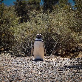 Pingouin sur BL Photography
