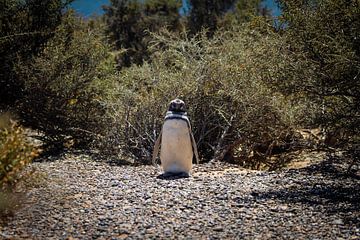 Penguin van BL Photography
