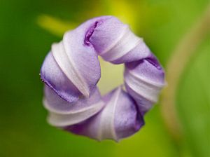 Purple Morning Glory Flower Curled