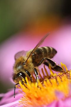 Bee van Klaus-Dieter Schulze