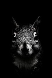 Eichhörnchen von Poster Art Shop