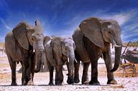 Namibias Elefanten von W. Woyke Miniaturansicht