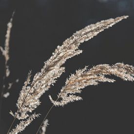 Delicate beauty of dry grasses in the sunlight by AS Photography