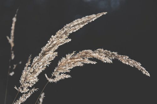 Die zarte Schönheit trockener Gräser im Sonnenlicht von AS Photography