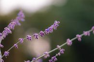 violette Herbstblume von Tania Perneel Miniaturansicht