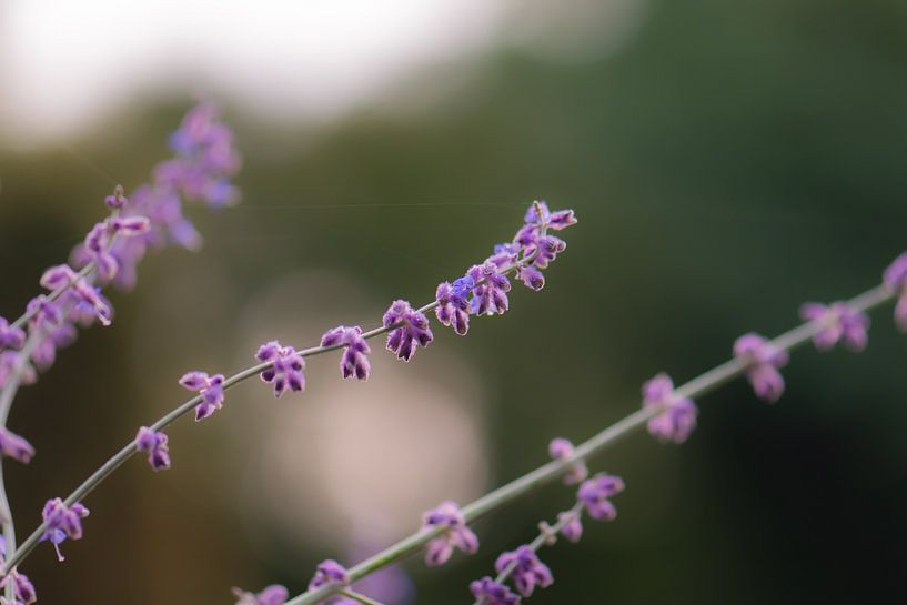 violette Herbstblume von Tania Perneel