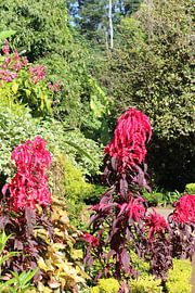 rode plant