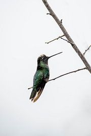 Anmut in der Stille Kolibri auf einem kahlen Ast von Femke Ketelaar