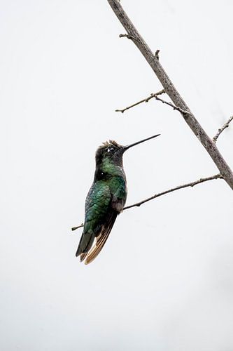 Gratie in de Stilte Kolibrie op een Kale Tak