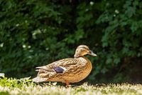 duck