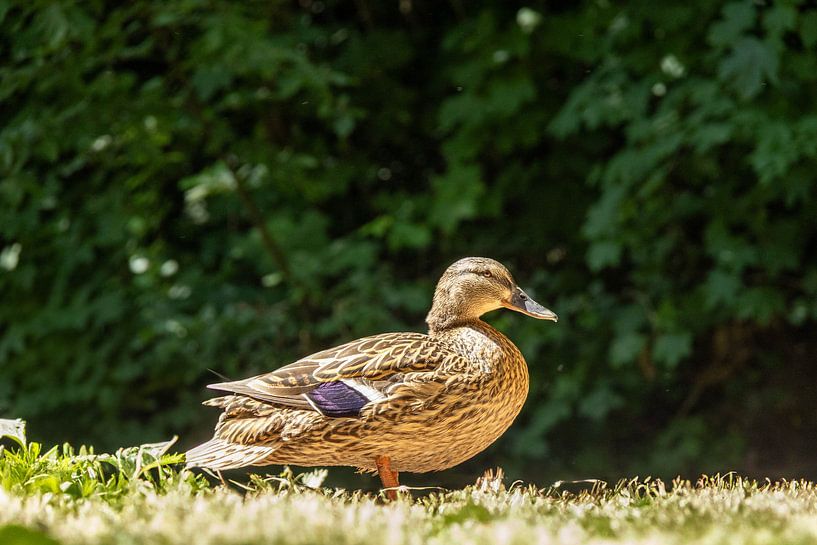 duck by noa cats