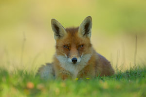 Fuchs