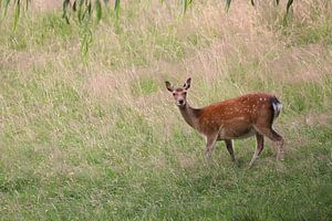 Young deer