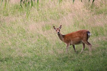 Young deer by Heike Hultsch