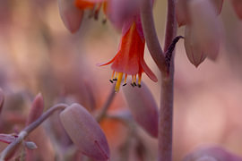 Kalanchoe fedtschenkoi (2) von Heidi van den Bogaard