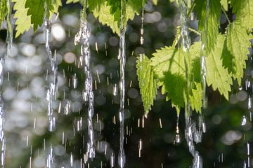 Bladeren onder een waterval van Paul Veen